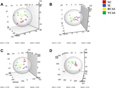 Revealing the mechanism of raw and vinegar-processed Curcuma aromatica Salisb. [Zingiberaceae] regulates primary dysmenorrhea in rats via integrated metabolomics